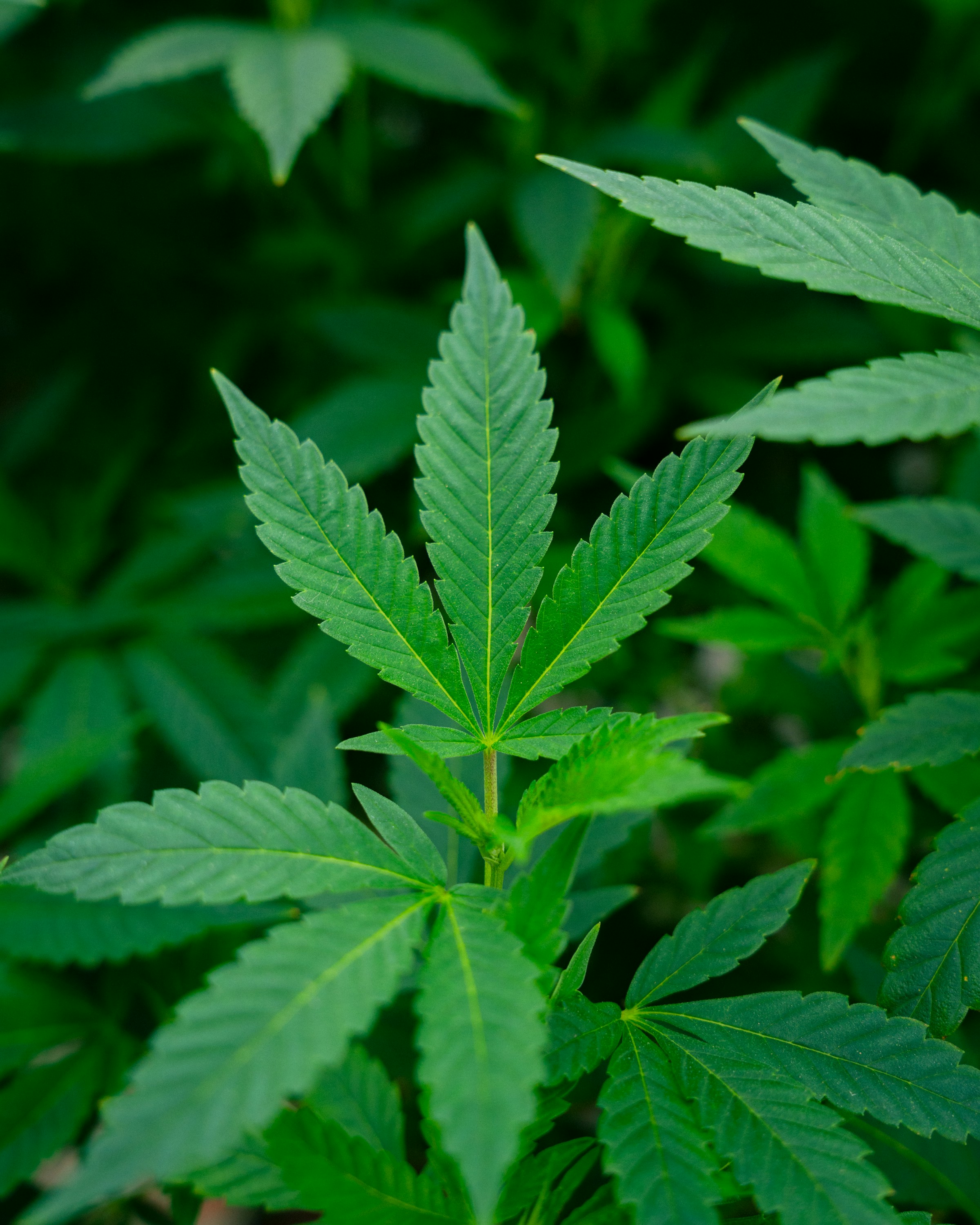 Young cannabis leaves in a stock photograph